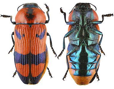Temognatha flavicollis, PL4693, female, reared adult, same beetle fully coloured 25 days after eclosure, SE, 18.0 × 6.8 mm